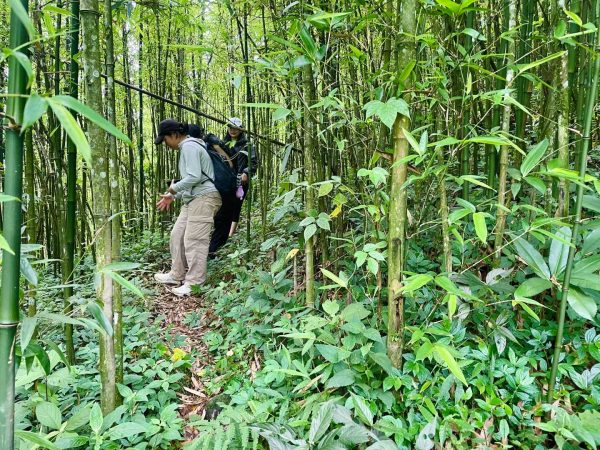 trekking through bamboo forest
